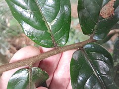 Detail of leaf base and twig