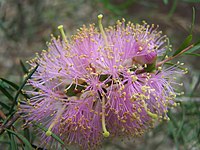 Melaleuca radula