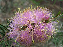 Melaleuca radula 01 gnangarra.jpg