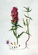 Melampyrum arvense — Flora Batava — Volume v3.jpg