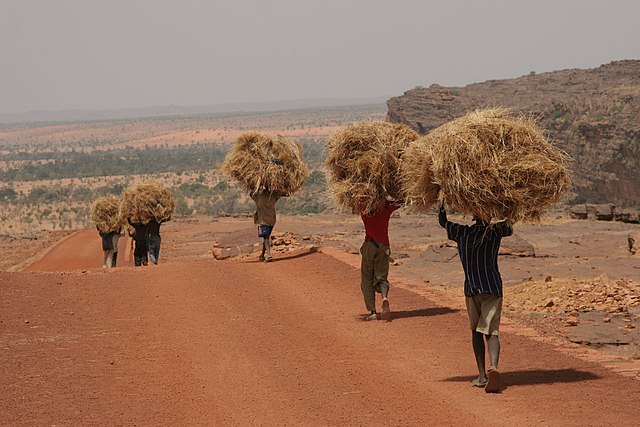 Hombres transportando forraje.