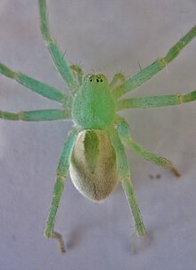 An adult female photographed from above. The central paraxial stripe may serve as a disruptive visual element. Micrommata female.jpg