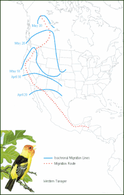 Adventist Youth Honors Answer Book Nature Birds Advanced