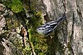 Black-and-white Warble Paruline noir et blanc