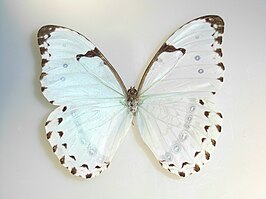 Morpho catenarius