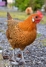 Vignette pour Mouette de la Frise orientale