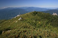 ハイマツに覆われている山頂部