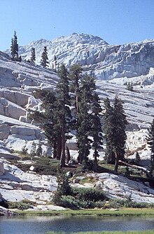 Habitat in Emigrant Wilderness, Kalifornien von Tsuga mertensiana