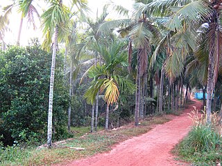 <span class="mw-page-title-main">Kannur East</span> City in Kerala, India