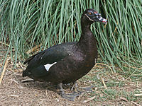 Duck, Muscovy Cairina moschata