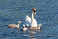 * Nomination Mute swan and cygnets in Cape May Point State Park --Rhododendrites 03:39, 19 May 2024 (UTC) * Promotion  Support Good quality. --Ermell 04:19, 19 May 2024 (UTC)
