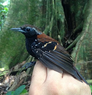 <span class="mw-page-title-main">Cordillera Azul antbird</span> Species of bird