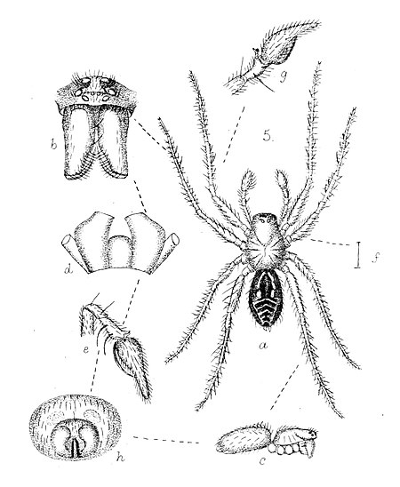 Toxopidae