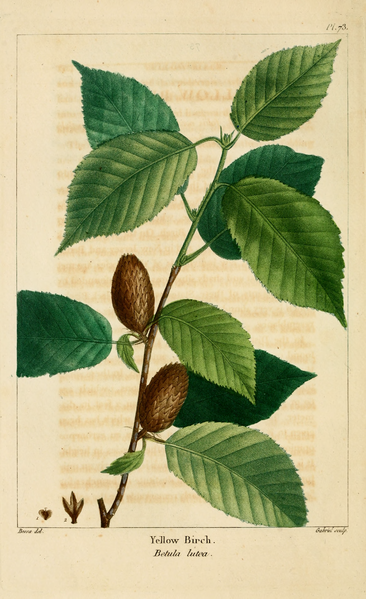 File:NAS-073 Betula alleghaniensis.png