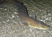 New Zealand longfin eel NZ eel.jpg