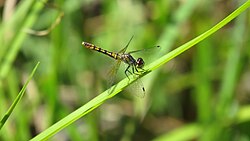 Nannophya australis 110629735.jpg