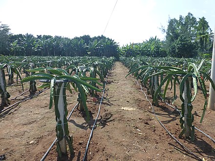 Gardens of banana plants and dragon-fruit-producing cactus can be seen in coastal counties from Fujian to Guangxi