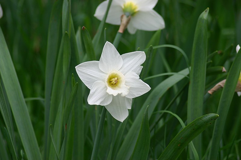 File:Narcissus Mount Hood.jpg