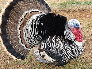 Narragansett Turkey, male.jpg