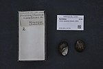 Thumbnail for Vittina natalensis