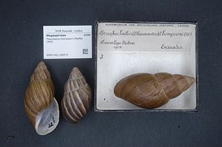 <i>Kara</i> (gastropod) Genus of gastropods