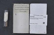 Naturalisov centar za biološku raznolikost - RMNH.MOL.277483 - Discus (Gonyodiscus) engonatus (Shuttleworth, 1852) - Discidae - Školjka mekušaca.jpeg