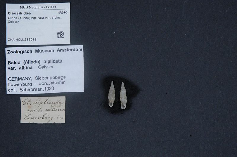 File:Naturalis Biodiversity Center - ZMA.MOLL.383033 1 - Alinda (Alinda) biplicata var. albina Geisser - Clausiliidae - Mollusc shell.jpeg