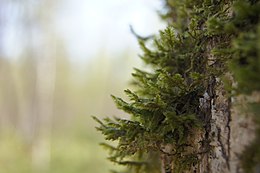 Plunksninė pliusnė (Neckera pennata)