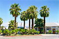 Needles Palm Trees, California.jpg