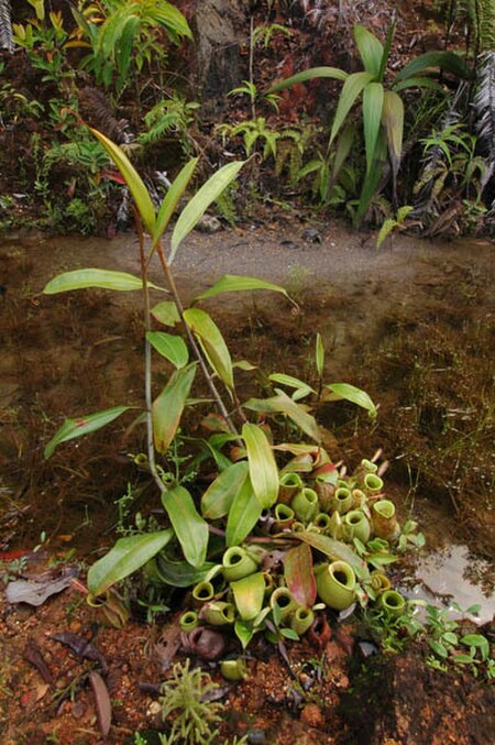 ไฟล์:Nepenthes_ampullaria_climbing_stem.jpg