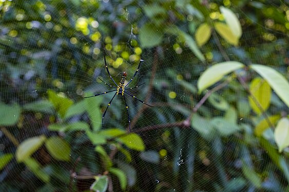 Nephila pilipes spider on Krabi in Thailand