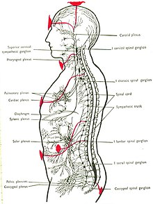 Chakra - Wikipedia human brow diagram 