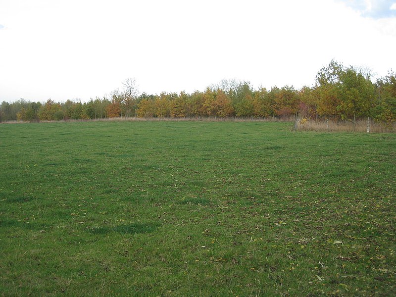 File:New plantation - geograph.org.uk - 2678575.jpg