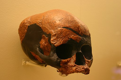 Niah Cave skull. Homo Sapiens 45,000 to 39,000 Years Old