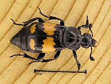 Nicrophorus vespilloides wiki.jpg