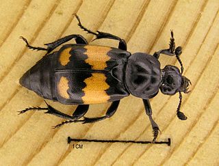 Die Aaskäfer (Silphidae) sind