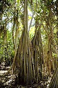 Pandanus na otoku Nikumaroro