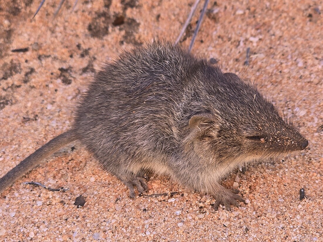 Ratolí marsupial d'Yvonne