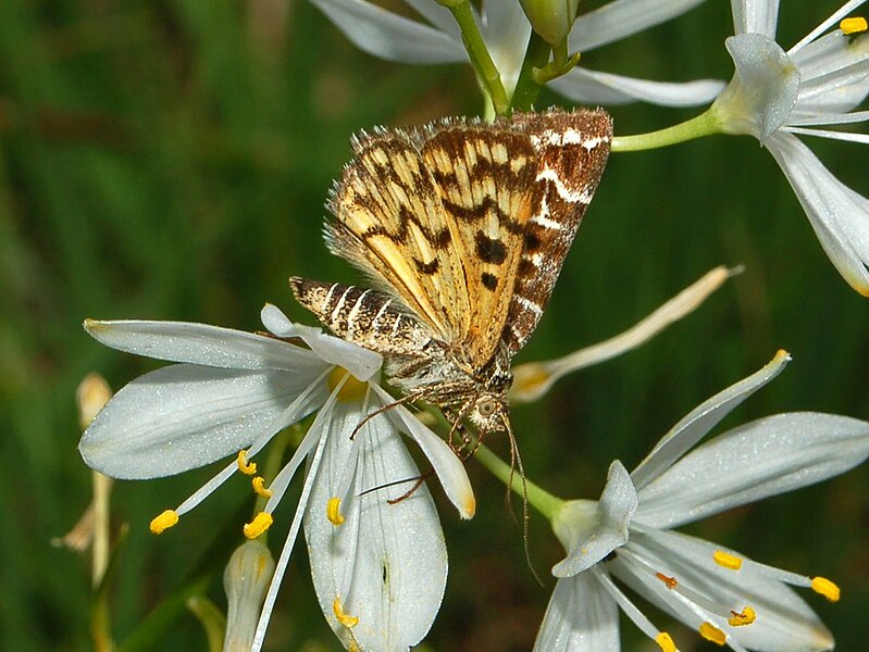 File:Noctuidae - Euclidia mi-1.JPG