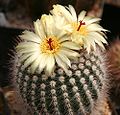 Notocactus scopa. Subgenus Notocactus