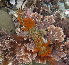 Nudibranch in tide pools 17.JPG