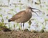 Whimbrel チュウシャクシギ Numenius phaeopus