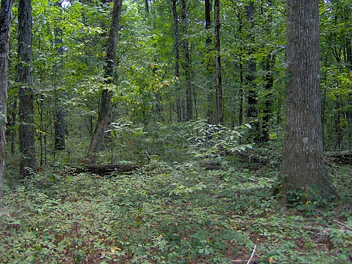 Oak-hickory-forest-col-tn1