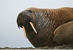 Mai 2012: Walrossbulle auf Spitzbergen