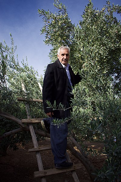 File:Olive orchard in Koye in the Arbil Governorate of the Kurdistan Region of Iraq 11.jpg