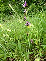 Ophrys holoserica France - Fort Louis