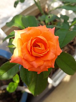 Hoa hồng (2)