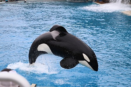 A performing killer whale at SeaWorld San Diego.