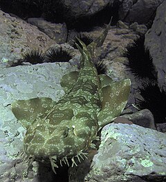 Orectolobus maculatus montague island.jpg