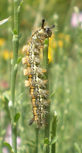 Orgyia aurolimbata